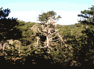 Imperiled Native Monterey Pine Forest